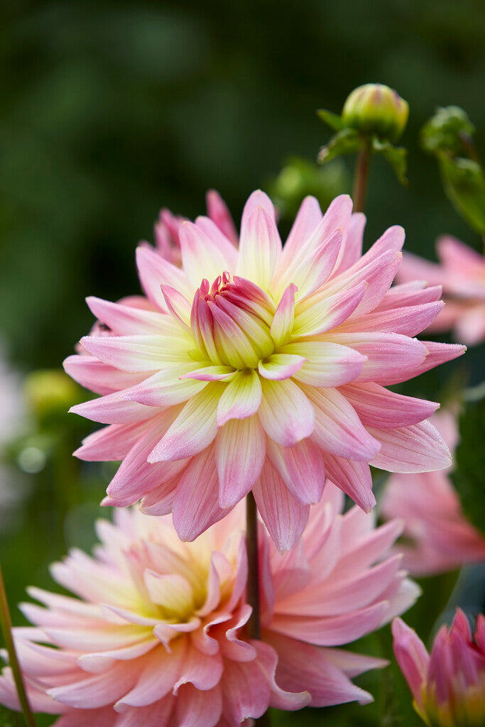 Dahlia Border Melody Gipsy 1-pakning